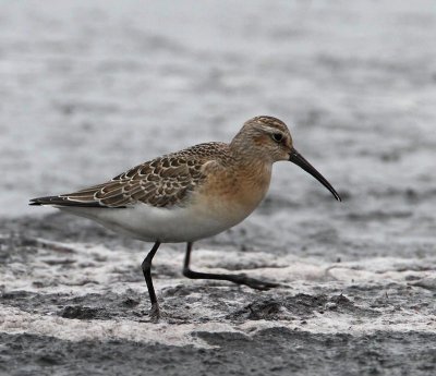 Curlew Sandpiper,  juv.