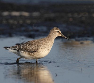 Red Knot,  juv.