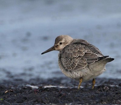 Red Knot,  juv.