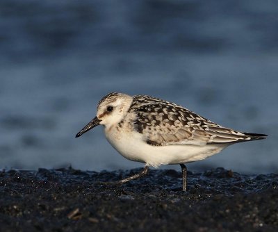 Sanderling,  juv.