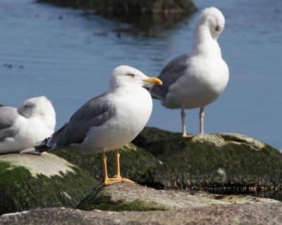Herring Gull, ad. (with yellow feet)