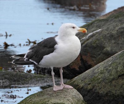 Great Black-backed Gull,  ad.