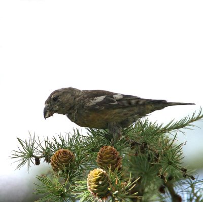 White-winged Crossbill, 2 cy, male