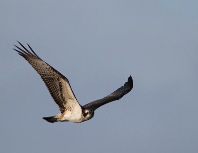 Osprey, juv.