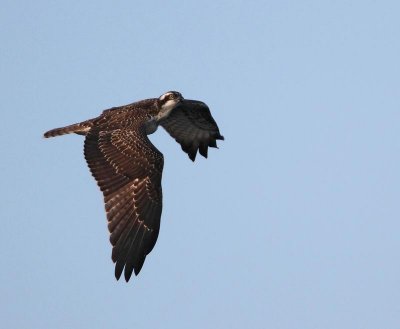 Osprey, juv.