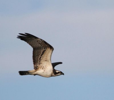 Osprey, juv.