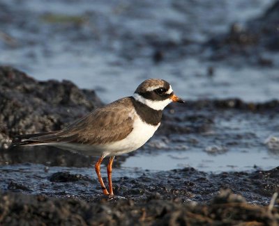 Common Ringed Plover,  adult male