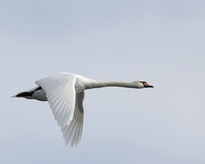 Mute Swan
