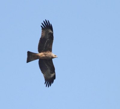 Black Kite, juv.