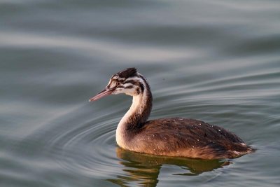 Great Crested Grebe,  juv.