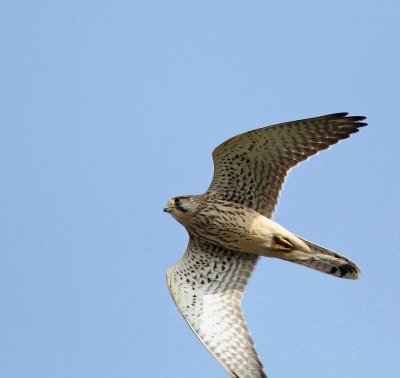 Eurasian Kestrel