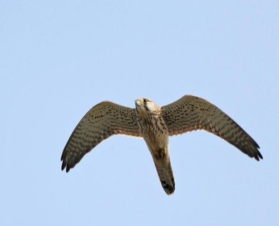 Eurasian Kestrel