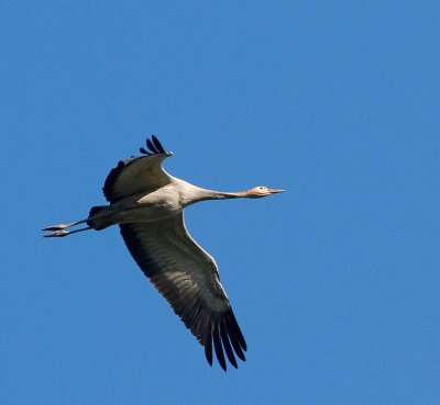 Common Crane, juv.
