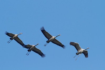 Common Cranes, autumn migration