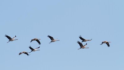 Common Cranes, autumn migration