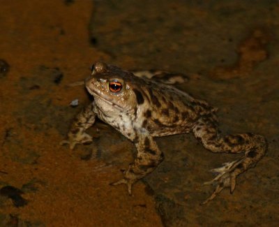 Common Toad, Vanlig Padda