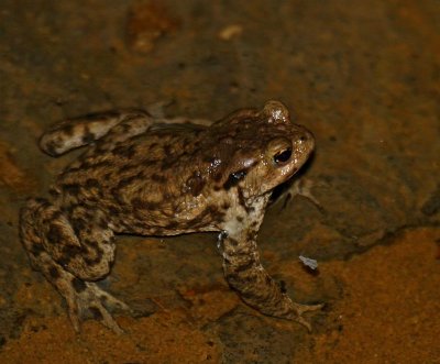 Common Toad, Vanlig padda