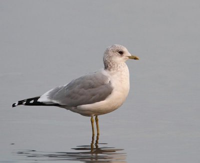 Common Gull,  ad.  winter