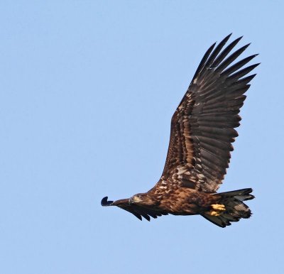 White-tailed Eagle, juv.