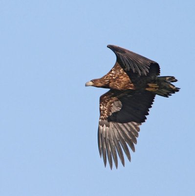 White-tailed Eagle, juv.