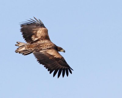 White-tailed Eagle, juv.