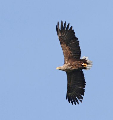 White-tailed Eagle, ad.