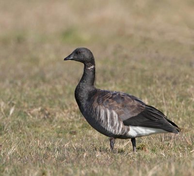 Brent Goose, (Prutgås)