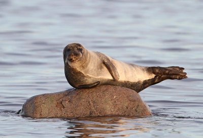 Common Seal,      in evening light