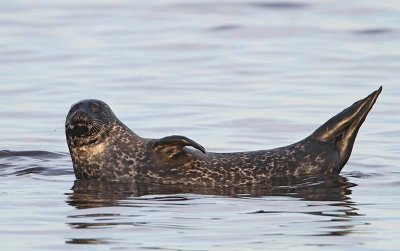 Common Seal,  in evening light