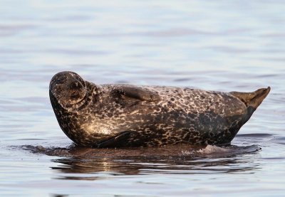 Common Seal,    in evening light
