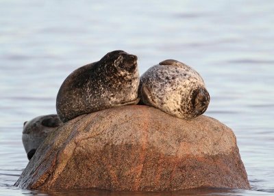 Common Seals,    in evening light