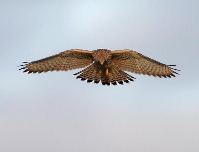 Eurasian Kestrel, juv. in evening light