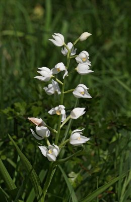 Svrdsyssla, (Cephalanthera longifolia)