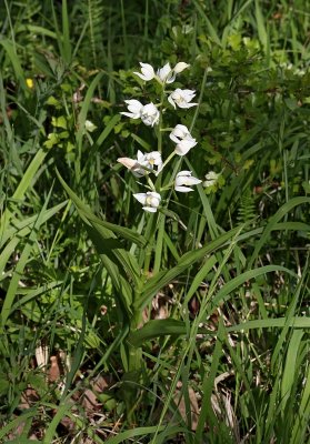 Svrdsyssla, (Cephalanthera longifolia)