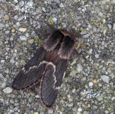Poppelspinnare, (Poecilocampa populi)