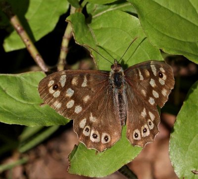 Kvickgräsfjäril, (Pararge aegeria)