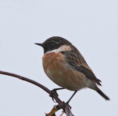 European Stonechat, (rubicola), male