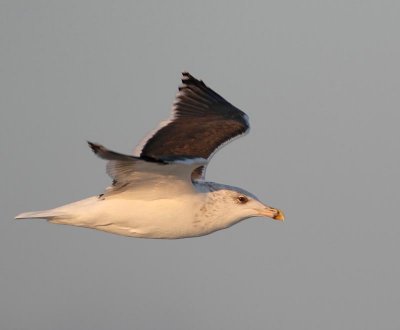 Great Black-backed Gull in evening light, ad. winter