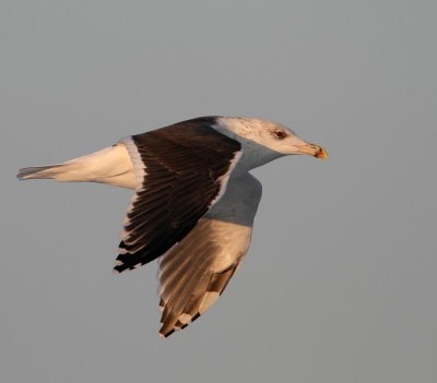 Great Black-backed Gull in evening light, ad. winter