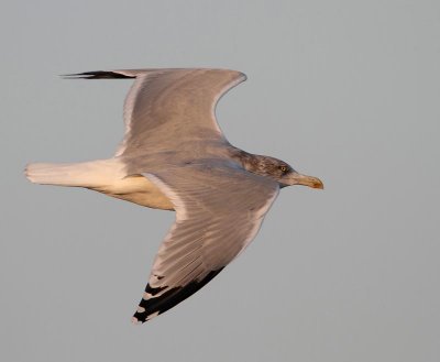 Herring Gull in evening light, ad. winter
