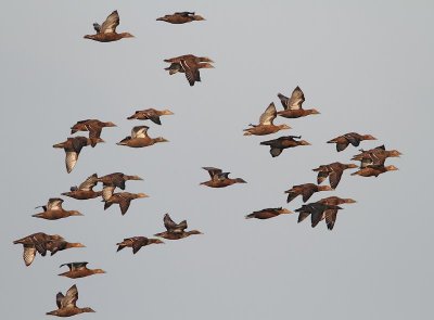 Common Eider, females and 1 cy on migration
