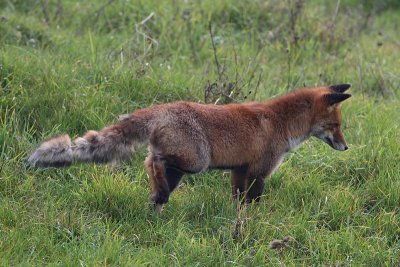 Red Fox, with scab