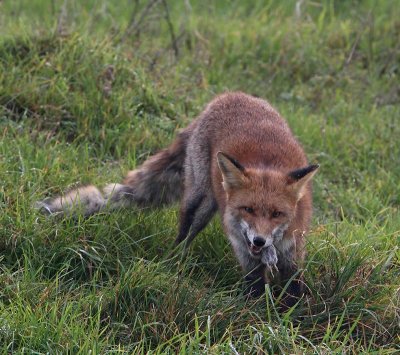 Red Fox, with vole