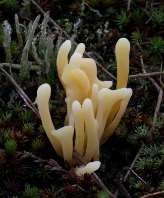 Hagfingersvamp, (Clavulinopsis helvola)