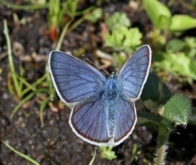 Ängsblåvinge, (Polyommatus semiagrus), male