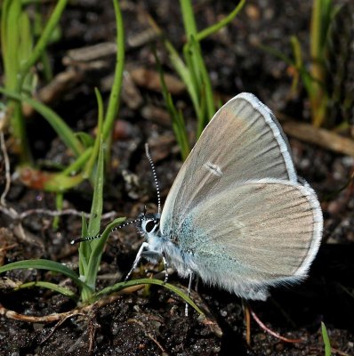 Ängsblåvinge, (Polyommatus semiagrus), male
