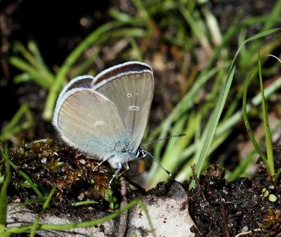 Ängsblåvinge, (Polyommatus semiagrus), male