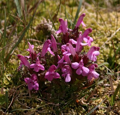 Granspira, (Pedicularis sylvatica)