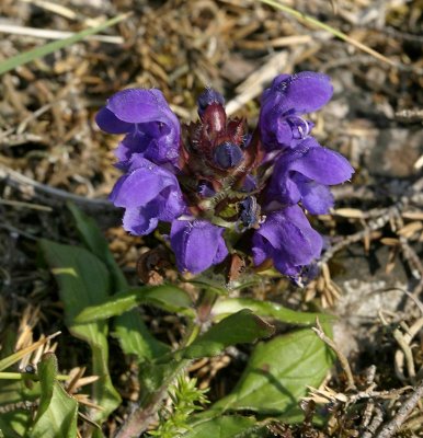 Praktbrunört, (Prunella grandiflora)