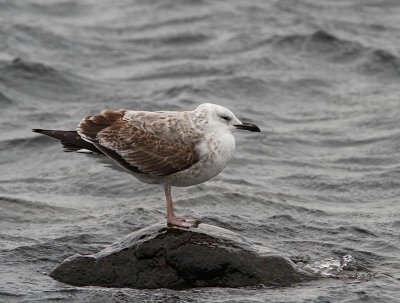 Caspian Gull, in December, 1 cy